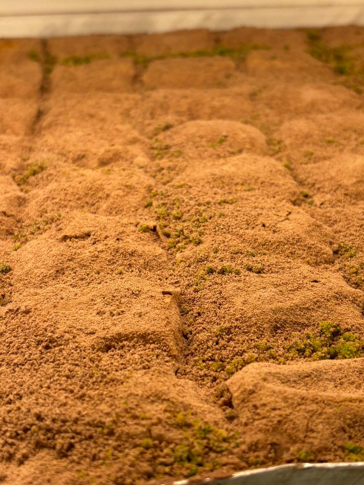 Soğuk Baklava